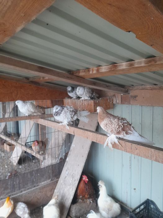 Gołębie ozdobne loczki