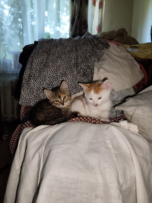 Отдадим котят в "хорошие руки"