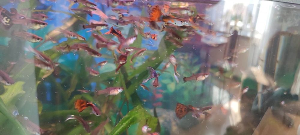 Ryby akwariowe gupiki