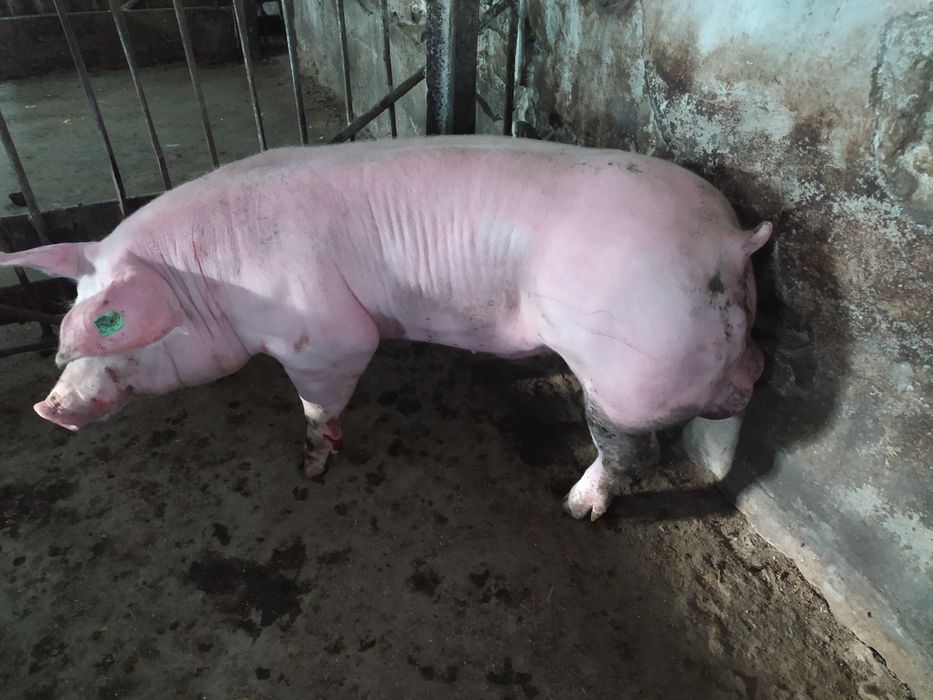 Спермодози, сім'я племінних кнурів.