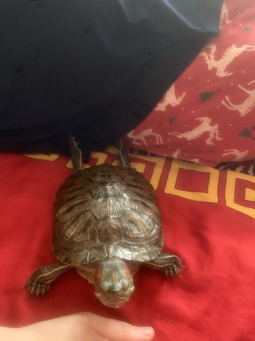 Черепаха красновуха