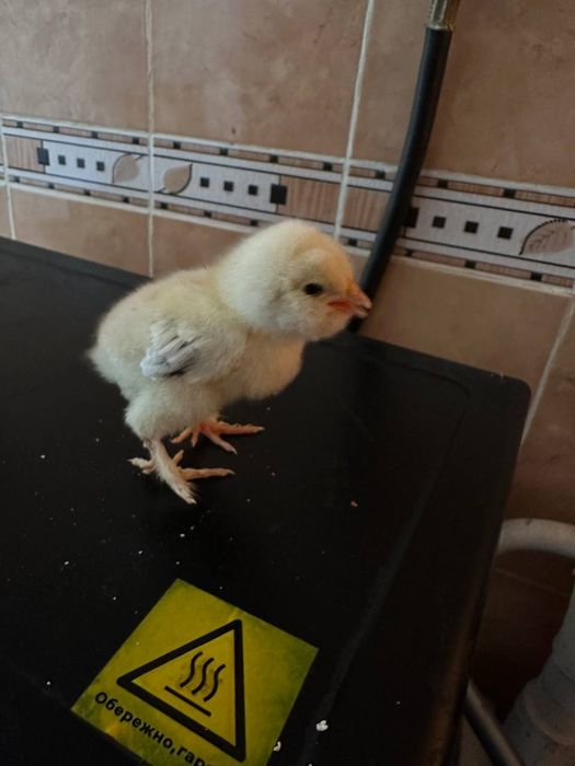 Продам інкубаційне яйце курей фавероль