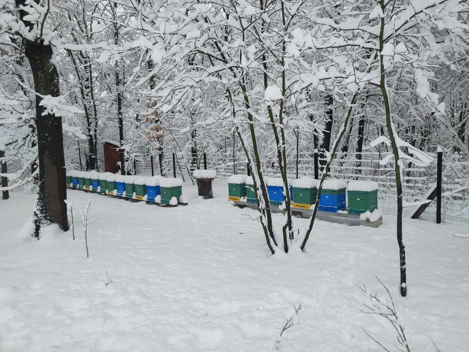 Prawdziwy miód spadziowy ze spadzi iglastej (jodłowej) 1,2kg