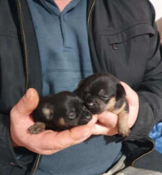 Suczki ratlerki - pinczerki miniaturowe