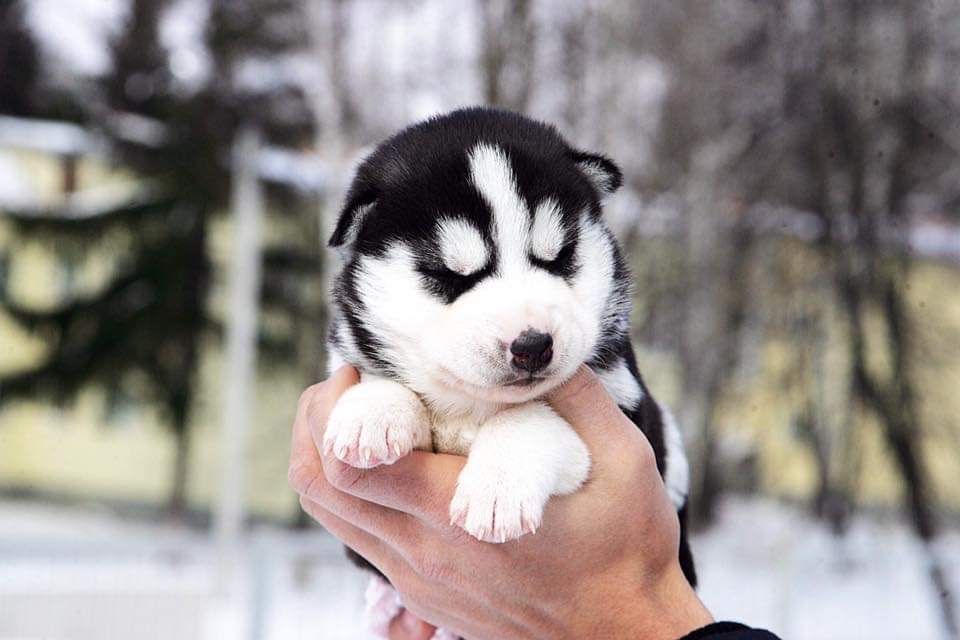 Мальчик хаски. КСУ.