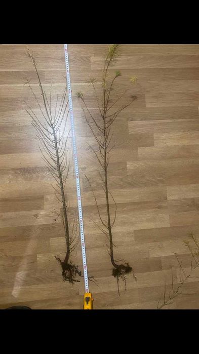 Саджанці Модрини, Ліственіца.