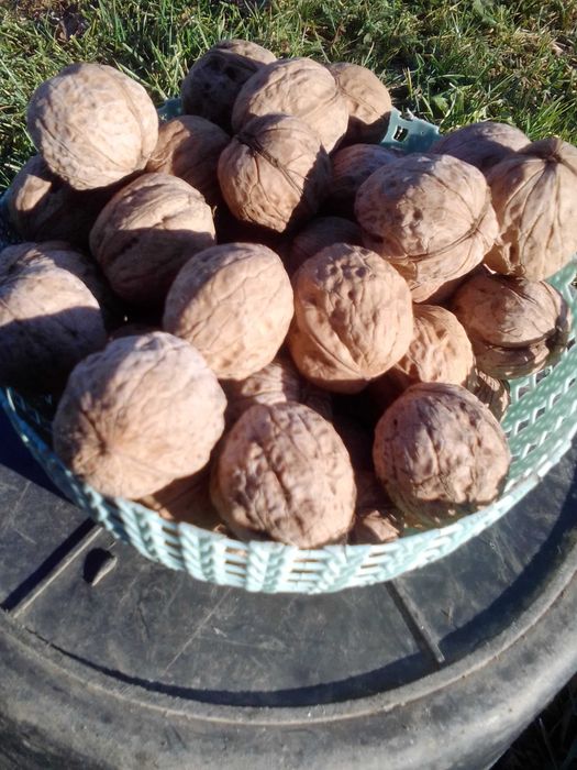 Продам  горіх  сіянець