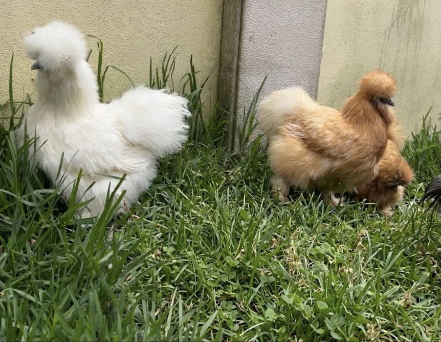 Ovos de Sedosa linha USA