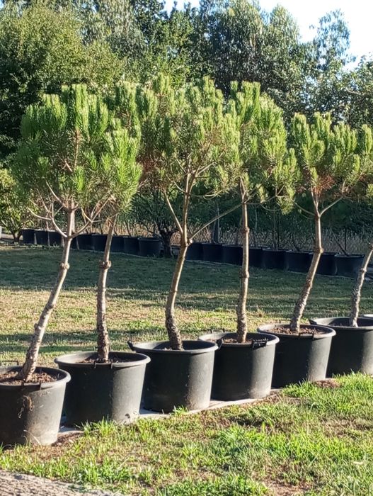 Pinheiros mansos não são acertados