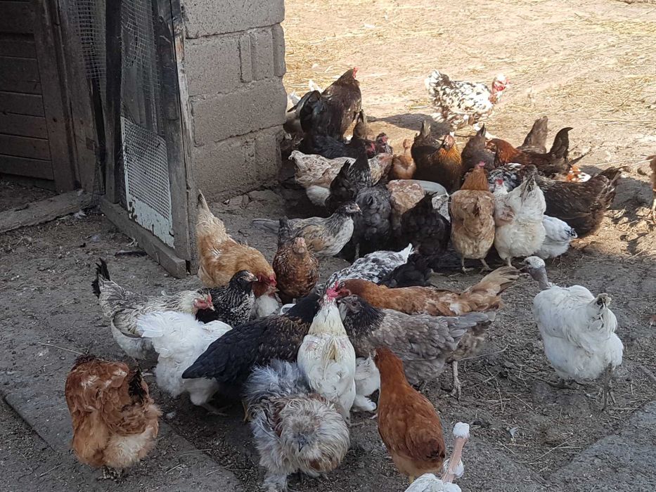 Produkty wiejskie mleko ser jajka