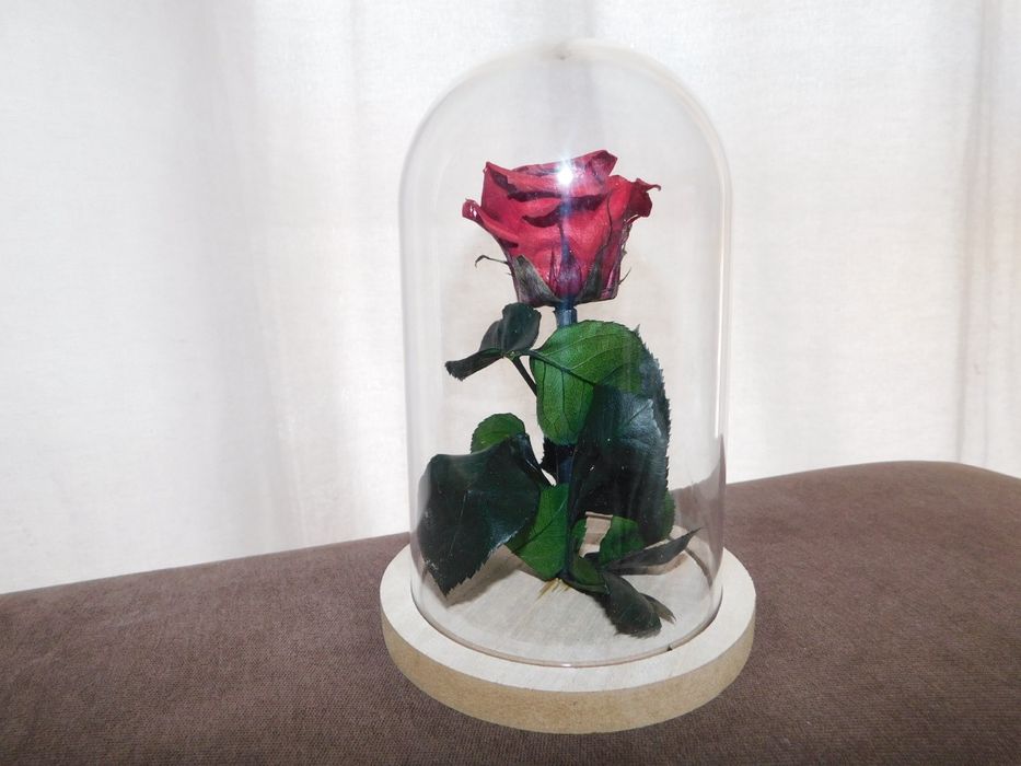 Rosa preservada com cúpula