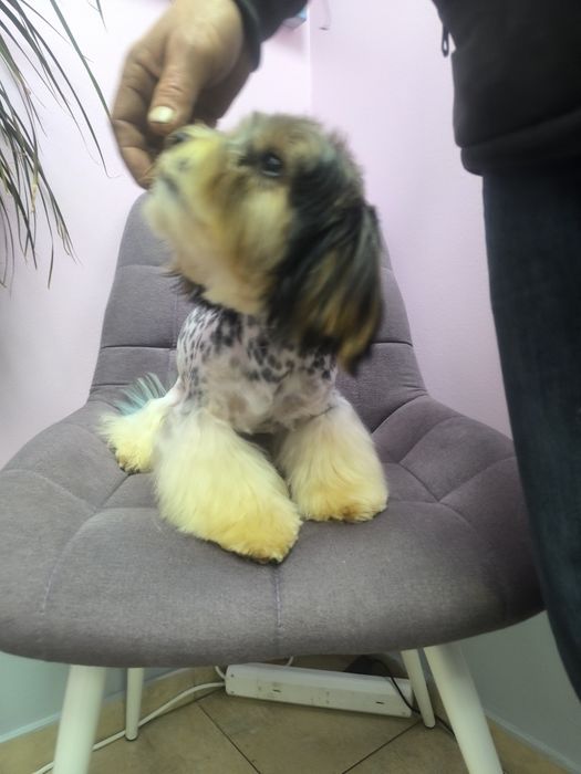 Бівер Йорк. Розформовую  розплідник.