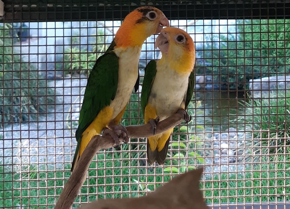 Marianinhas de Cabeça Canela