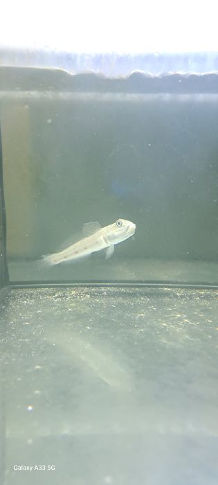 Valenciennea longipinnis