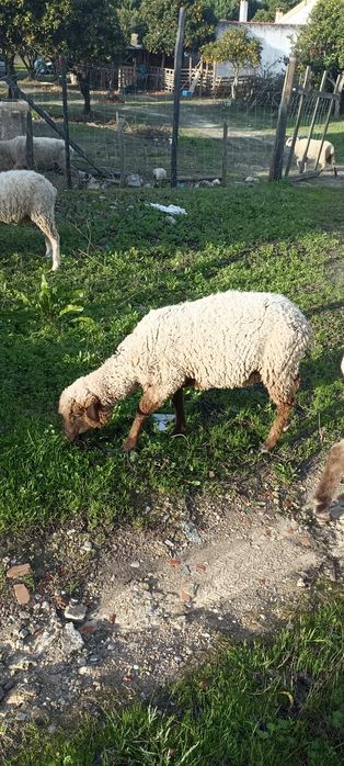 Vendo estas 3 ovelhas