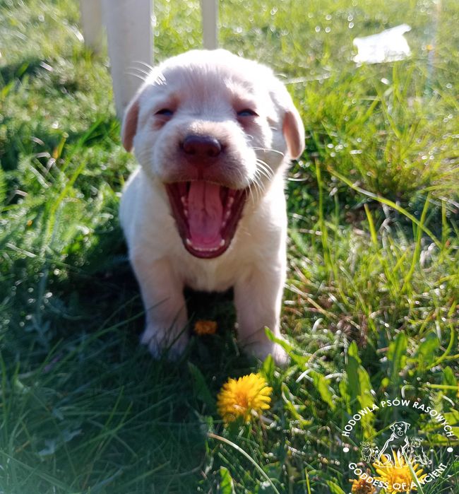 Labrador retriever biszkoptowa suczka rodowód