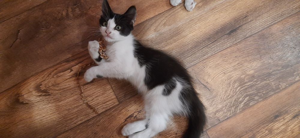 Віддам кошенят(хлопці, 3 місяця), у дбайливу сім'ю