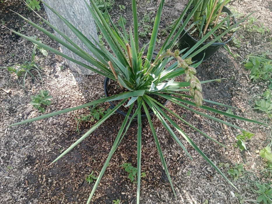 Juka ogrodowa paroletnia