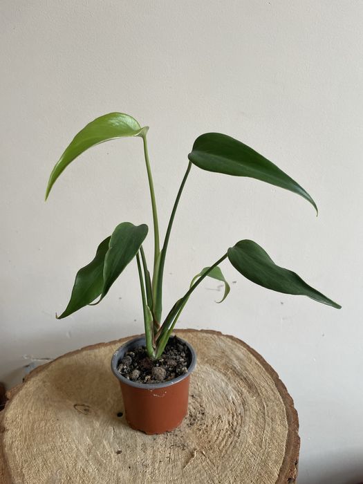 Monstera Burle Marx Flame