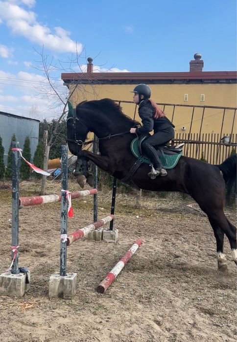 Wspaniala klacz sportowa KWPN