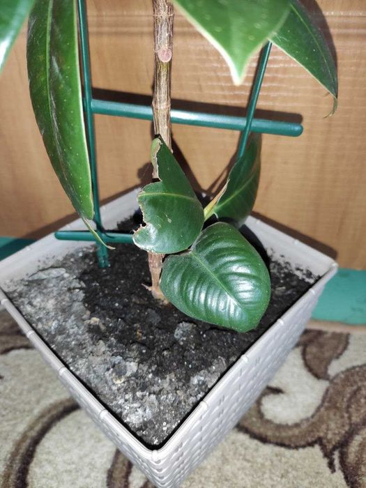 Фикус кустовой  молодое растение