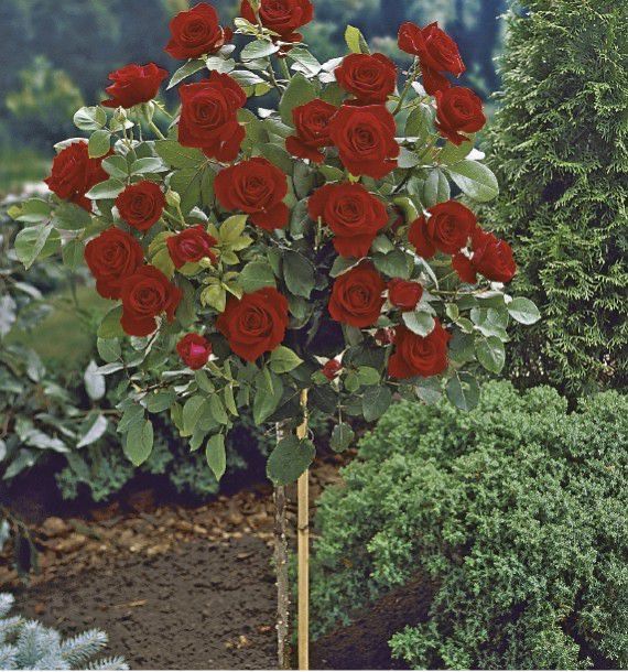 Roseira de copa, árvore (pé alto)