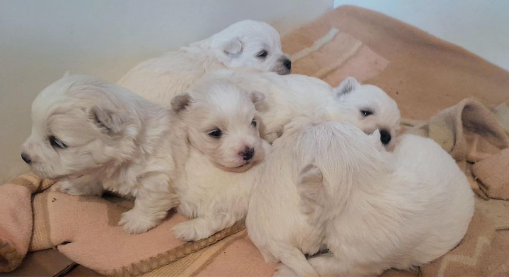 West Highland White Terrier - suczka (szczenię)