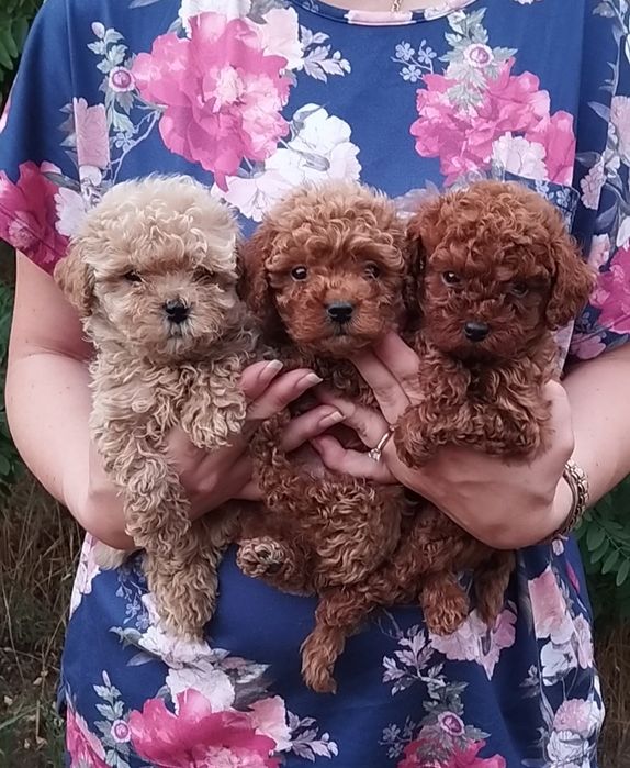 Мальтипу девочки и мальчики