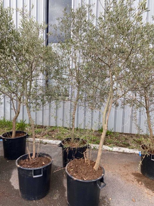 Planta oliveira com vaso