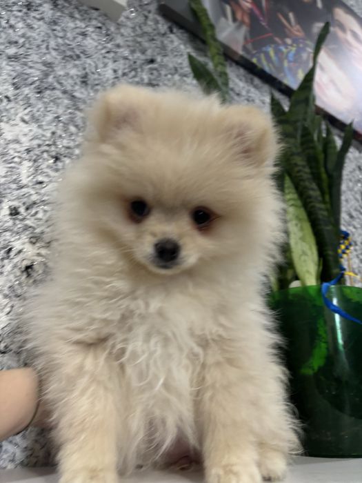 Померанский шпиц