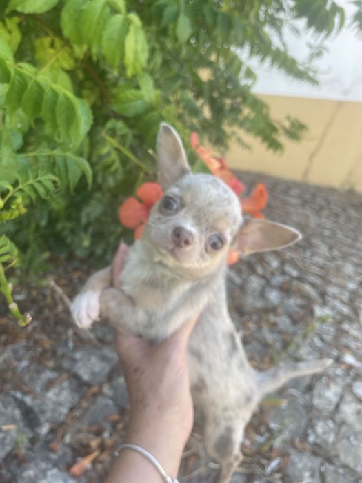 Chihuahua  femea   excelente merle chocolate