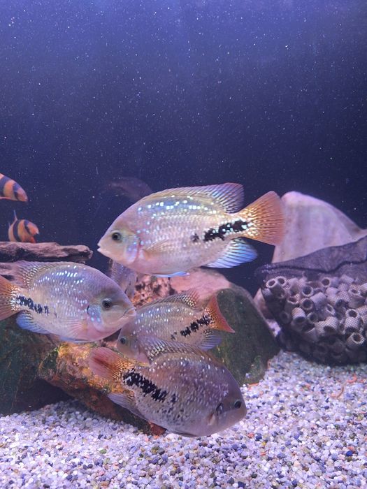 Pielęgnica Wielobarwna