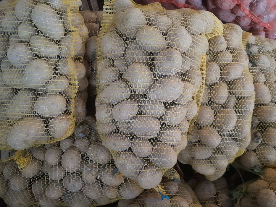 Ziemniaki odmiany Gala