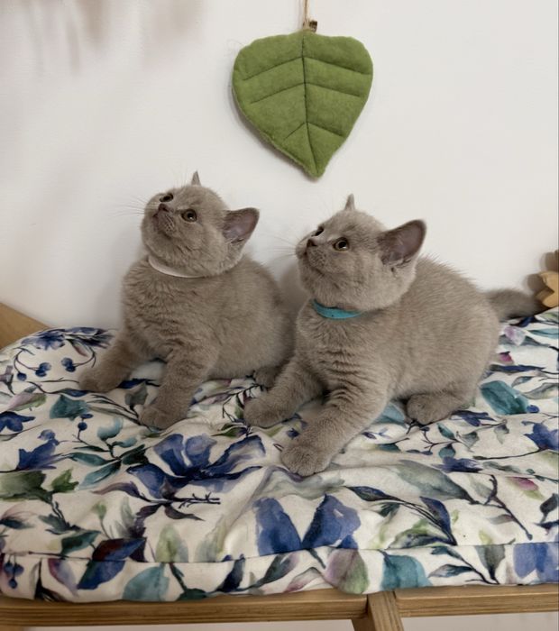 Kocurek brytyjski krótkowłosy liliowy