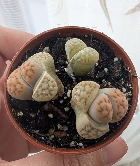Літопси (Lithops) —  екзотичні сукуленти, відомі як «живе каміння
