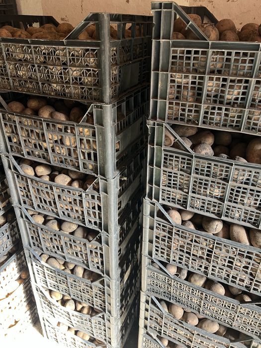 Картопля насінева домашня