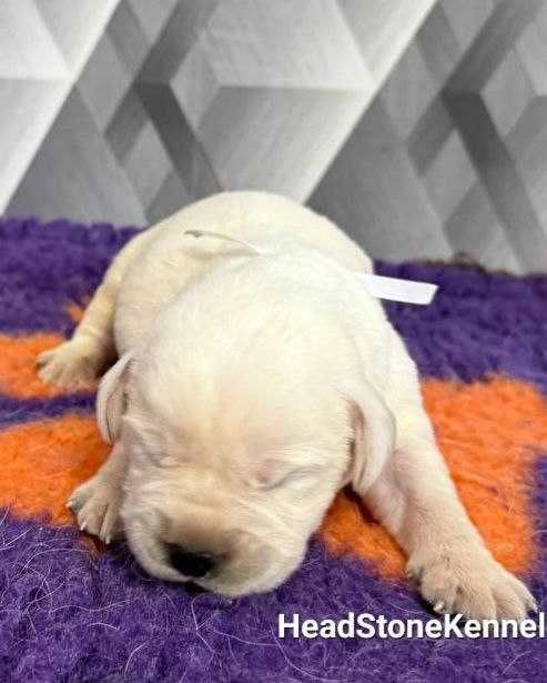 Лабрадор ретривер. Щенки питомника