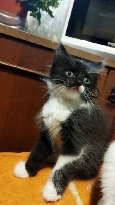 Котики шукають родину.