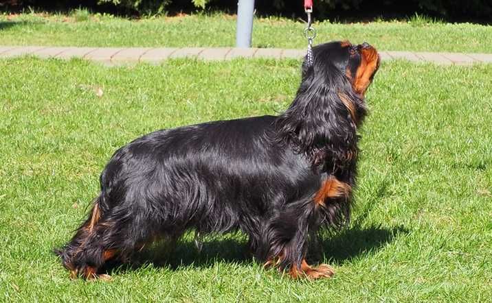 ZKwP - FCI - SUCZKA  Cavalier King Charles Spaniel