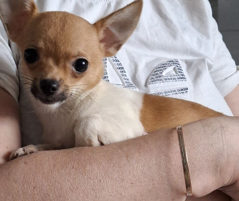 Chihuahua suka krótkowłosa