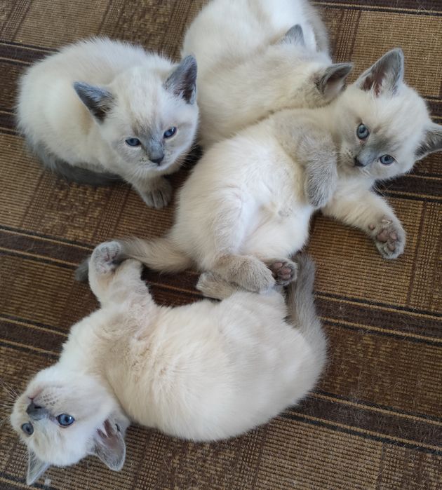 Кошенята британські, котики, кицюні