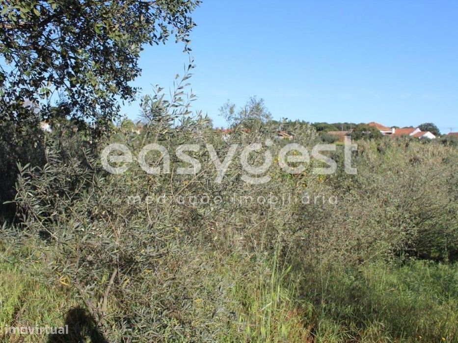 Terrenos com área total de 11080m2 maioritariamente Pinhal