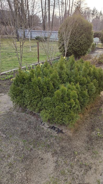 Thuja tuja smaragd szmaragd około 50-70 cm