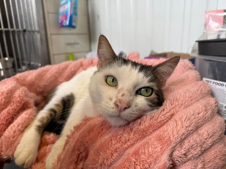 Axel, para adoção