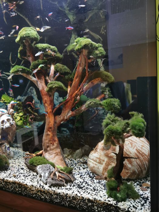 Akwarium juwel rio 350 Wzgórze czaszek