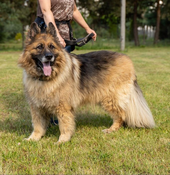 Brutus pies schronisko Rybnik