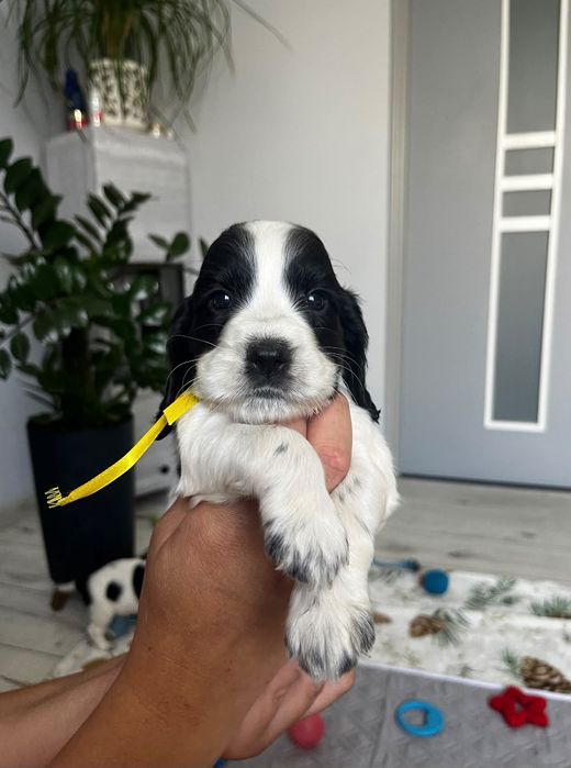 Cocker Spaniel Angielski