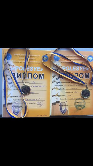 Предлагается к вязки Кабель порода кане-корсо в