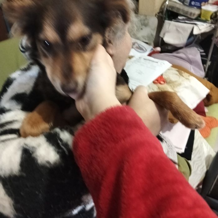 Dou cadelinha achadas na rua