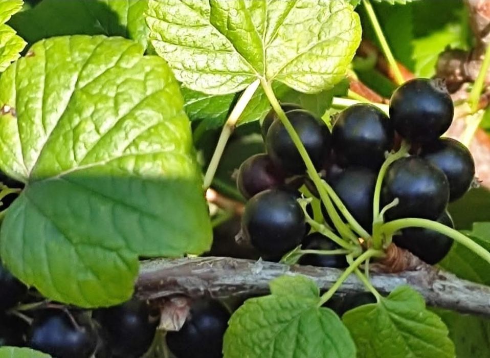 Кущі смородини сорту Чорний Бумер